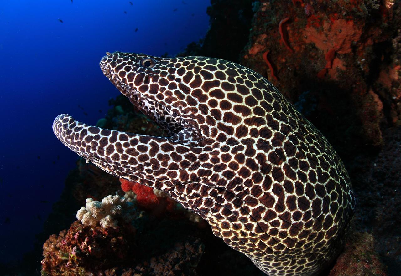 Benthos Bali Dive Resort Candi Dasa  Exterior photo